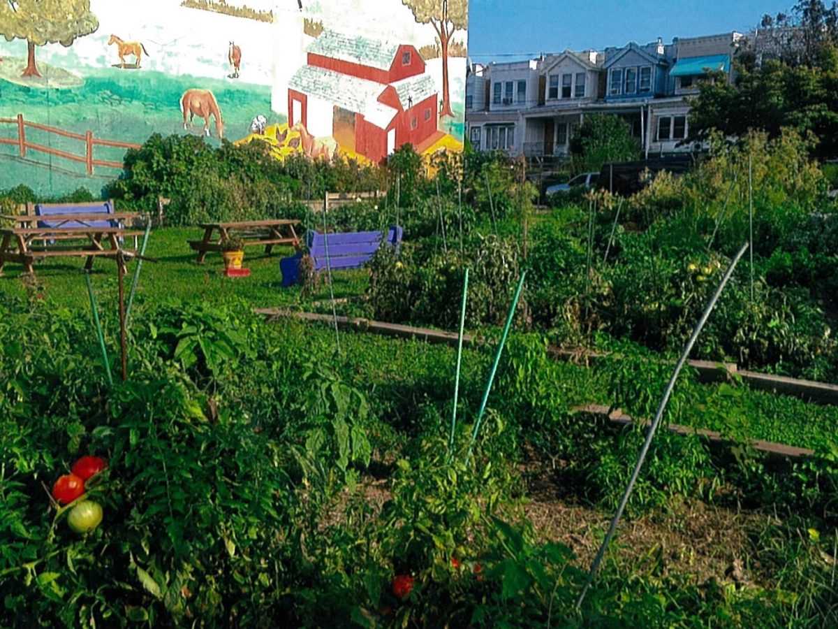Aspen Farms Community garden has large plots full of plants, including a few tomatoes ripening in the foreground, separated by grassy paths, and has a larger grass area with picnic tables in front of a mural of a more rural farm. Several row houses across the street are visible in the background.