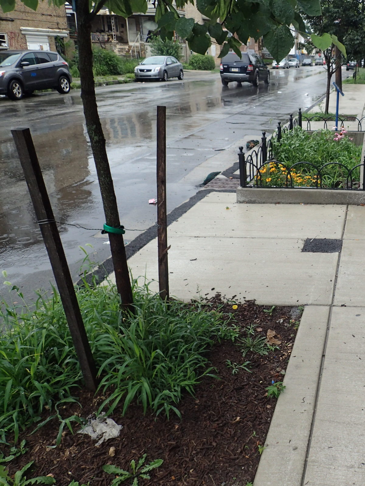 As it rains on this block, water that lands on the sidewalk flows into a series of stormwater tree pits, while a curb cut with a decorative metal cover allows water from the street to flow into a stormwater planter set on the edge of the sidewalk between two of the trees.