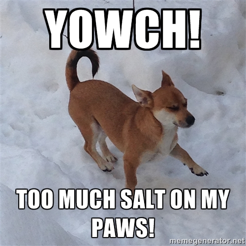 Meme dog says YOWCH! Too much salt on my paws!