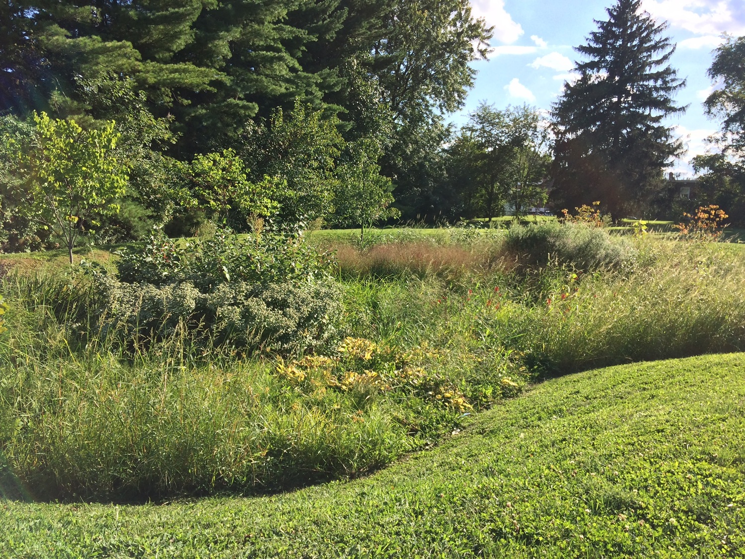 A green field slopes down toward a rain garden filled with native plants and small trees, with larger trees and a partly cloudy sky in the background