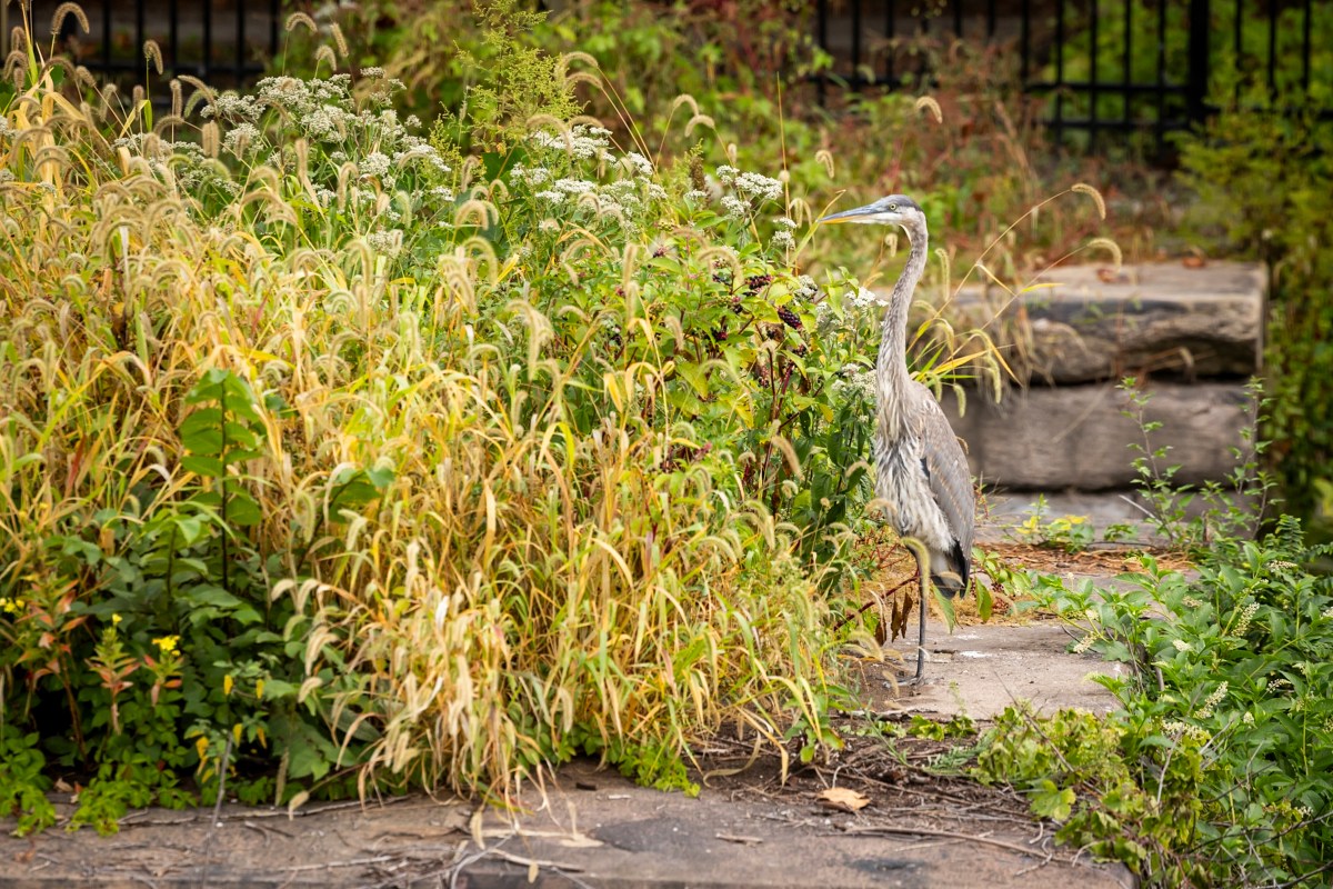 Great Blue Heron standing quietly amidst lush foliage near the Manayunk Canal.