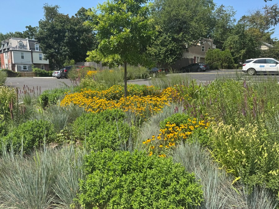 A small rain garden planted with native grasses and flowers and a small tree. Behind it, more trees, some houses, and a PWD car can be seen.