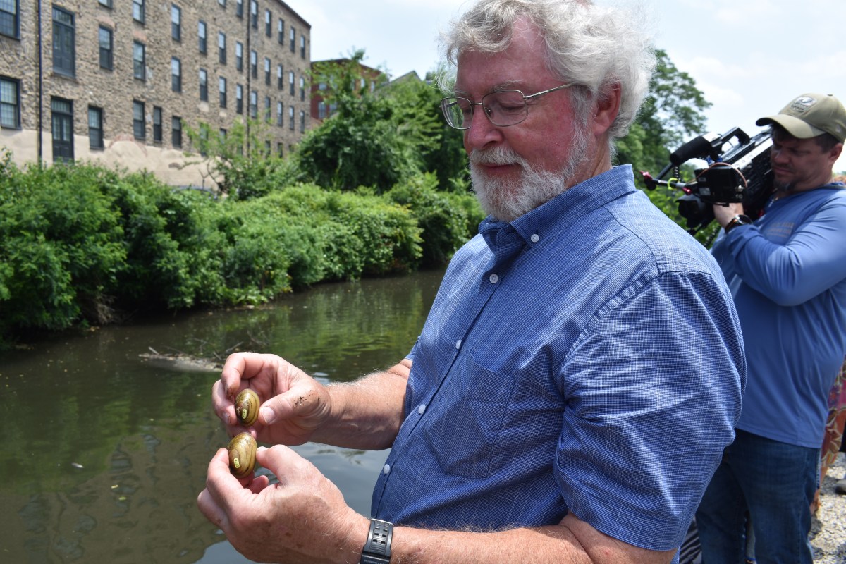 A man with light skin and short white hair and beard, in a blue, short-sleeved, button-down shirt holds up a pair of mussels, one in each hand. They are small brown ovals, about an inch wide and 2 inches long, with dark and light striations. A waterway is visible behind him.