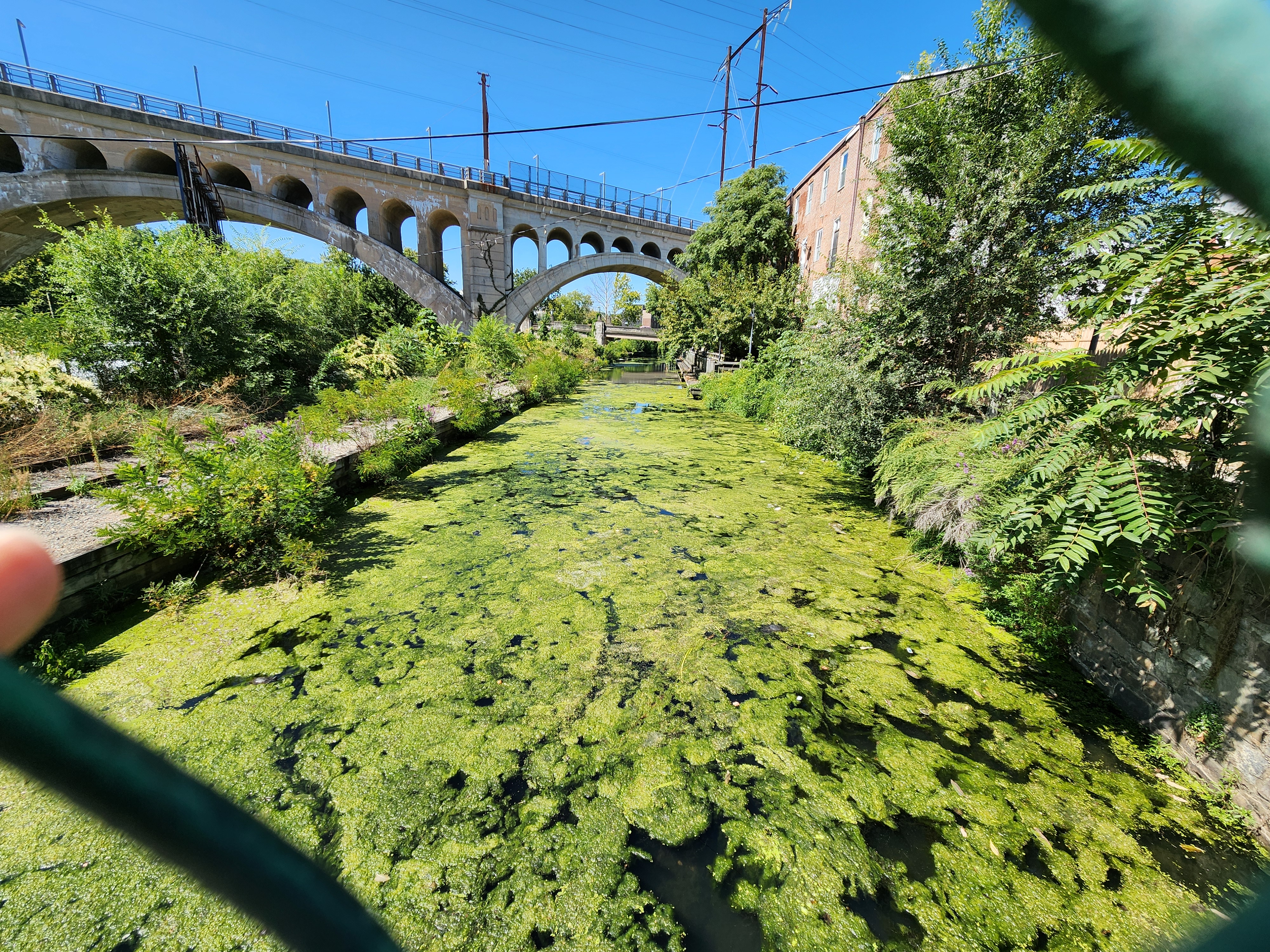 Looking out along a length of the Manayunk Canal, the surface of the water is nearly entirely covered with bright green algae.