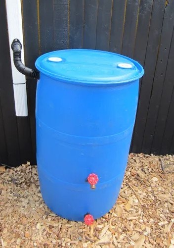 A bright blue rain barrel with two spigots with red handles near the bottom sits in front of a black painted wooden fence. The barrel is connected to a white downspout by a length of flexible black piping running into the barrel near the top.