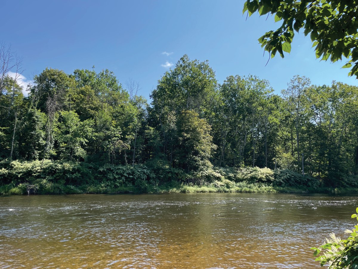 A view of a wide stream, with the photo divided rather neatly into three horizontal bands - the top third shows a clear blue sky, the middle is full of green deciduous trees and dense undergrowth visible along the bank, and the bottom third shows a wide, calm stream that appears greenish in shadow of the trees, lightening to the bottom edge of the photo where you can see the sandy bottom, with bits of sky blue reflected on the ripples.