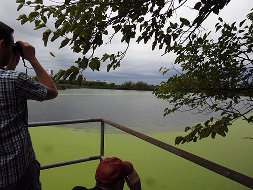 Sludge lagoons make for great bird habitat.